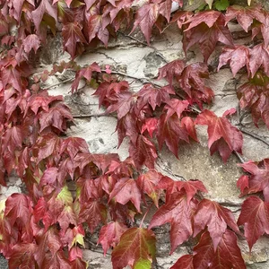 Maison d'hôtes avec table d'hôtes en Aveyron Milau proche A75 Severac le château